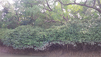 Mangrovové lesy Bhitarkanika v Odishi, India Foto: Wikipedia
