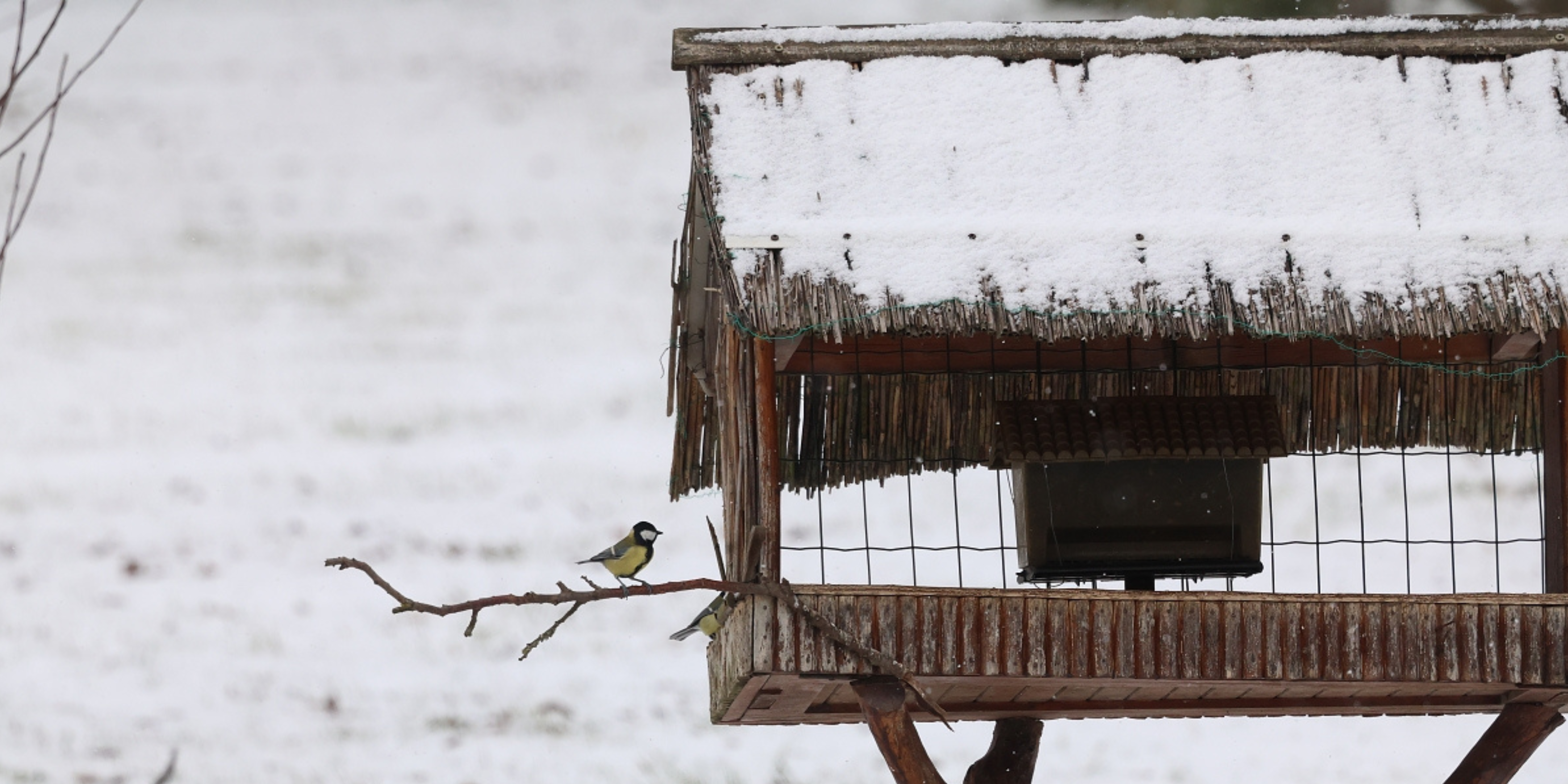 Zimná starostlivosť o vtáctvo
