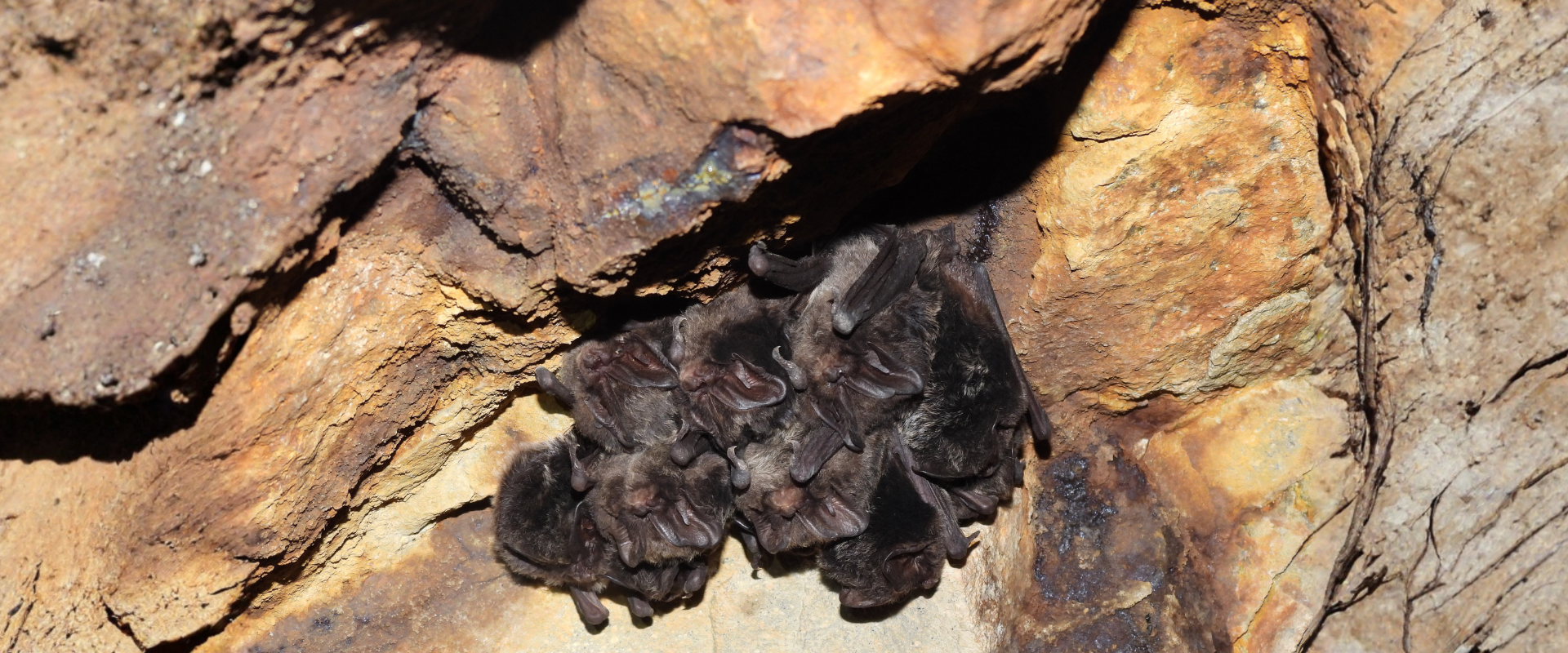 Monitoring netopierov na zimoviskách