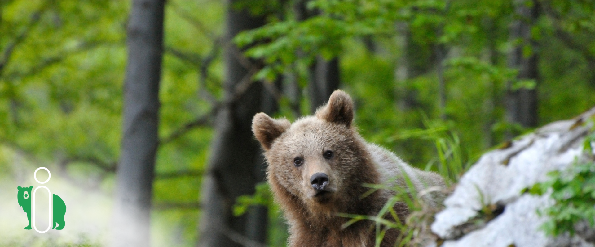 Štátni ochranári spustili webovú platformu Pozor medveď 