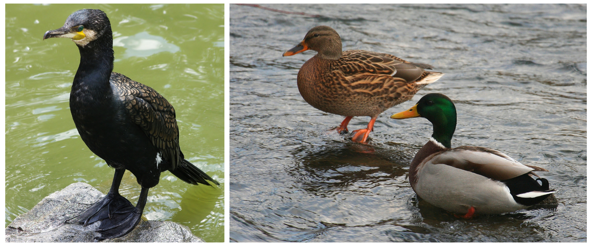 Kormor&aacute;n veľk&yacute; stoj&iacute; na kameni pri vodnej hladine a pozoruje okolie.,Samec a samica kačice divej stoja a pl&aacute;vaj&uacute; v plytkej teč&uacute;cej vode.