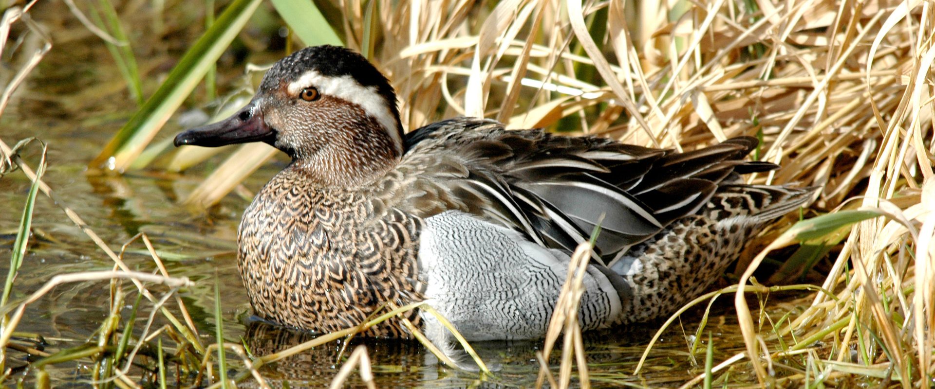 Kačica chrapačka odpoč&iacute;va pri brehu vodnej plochy medzi suchou trstinou.