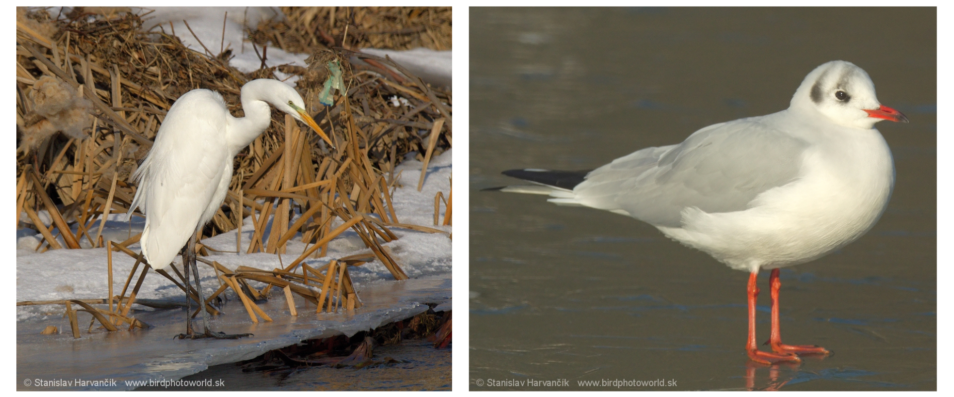 Belu&scaron;a hľad&aacute; potravu na zamrznutom okraji vodnej plochy v zimnej krajine. Čajka stojaca na ľadovej hladine.