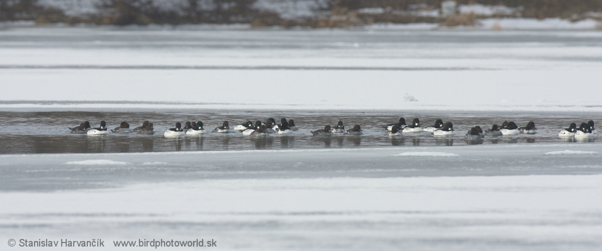 Hlaholky seversk&eacute; - zimuj&uacute;ci kŕdeľ