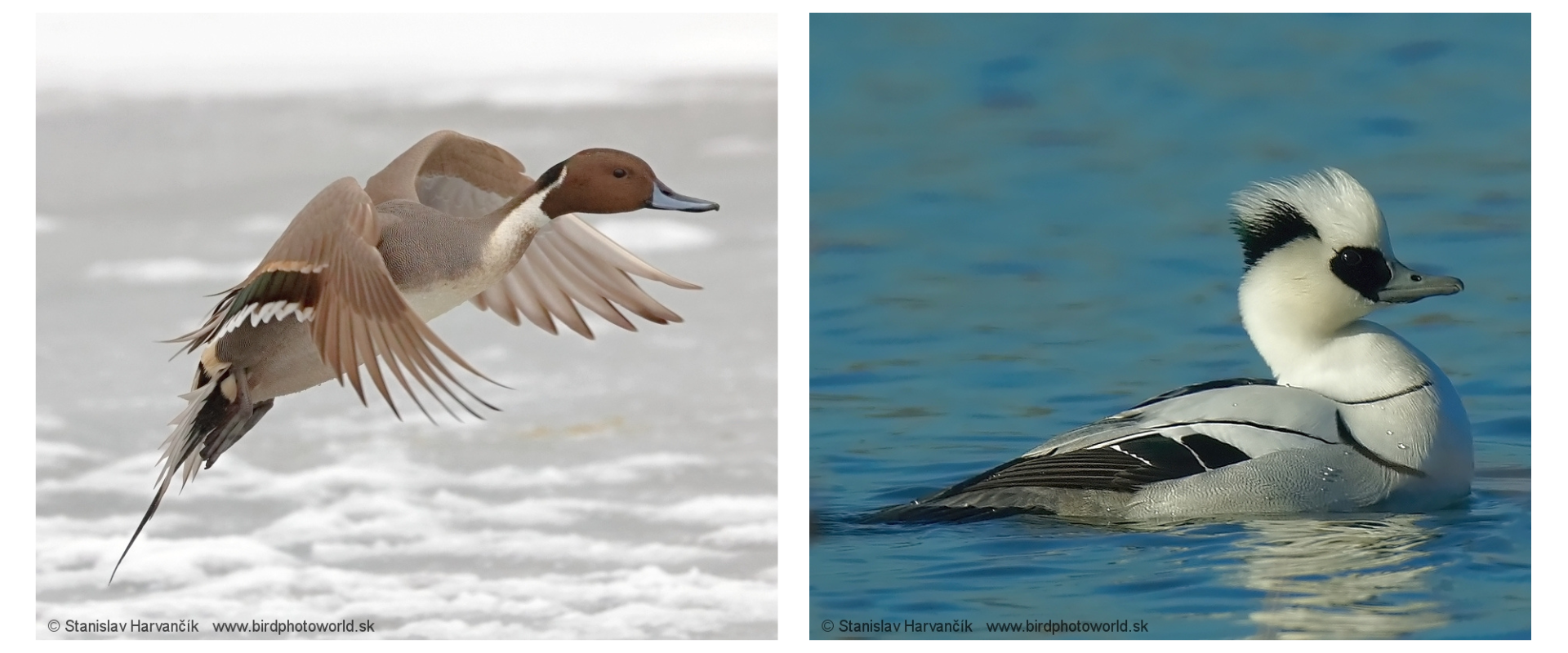 Kačica ostrochvost&aacute; let&iacute; n&iacute;zko nad zasneženou plochou. Pot&aacute;pač mal&yacute; pl&aacute;vaj&uacute;ci na pokojnej vodnej hladine.