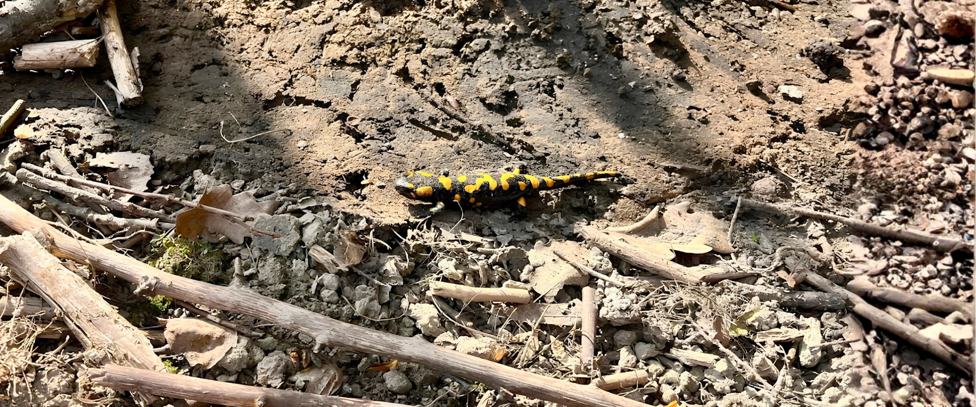 Salamandra &scaron;kvrnit&aacute; sa pohybuje po lesnej p&ocirc;de medzi kon&aacute;rmi a kamienkami v prirodzenom prostred&iacute;.