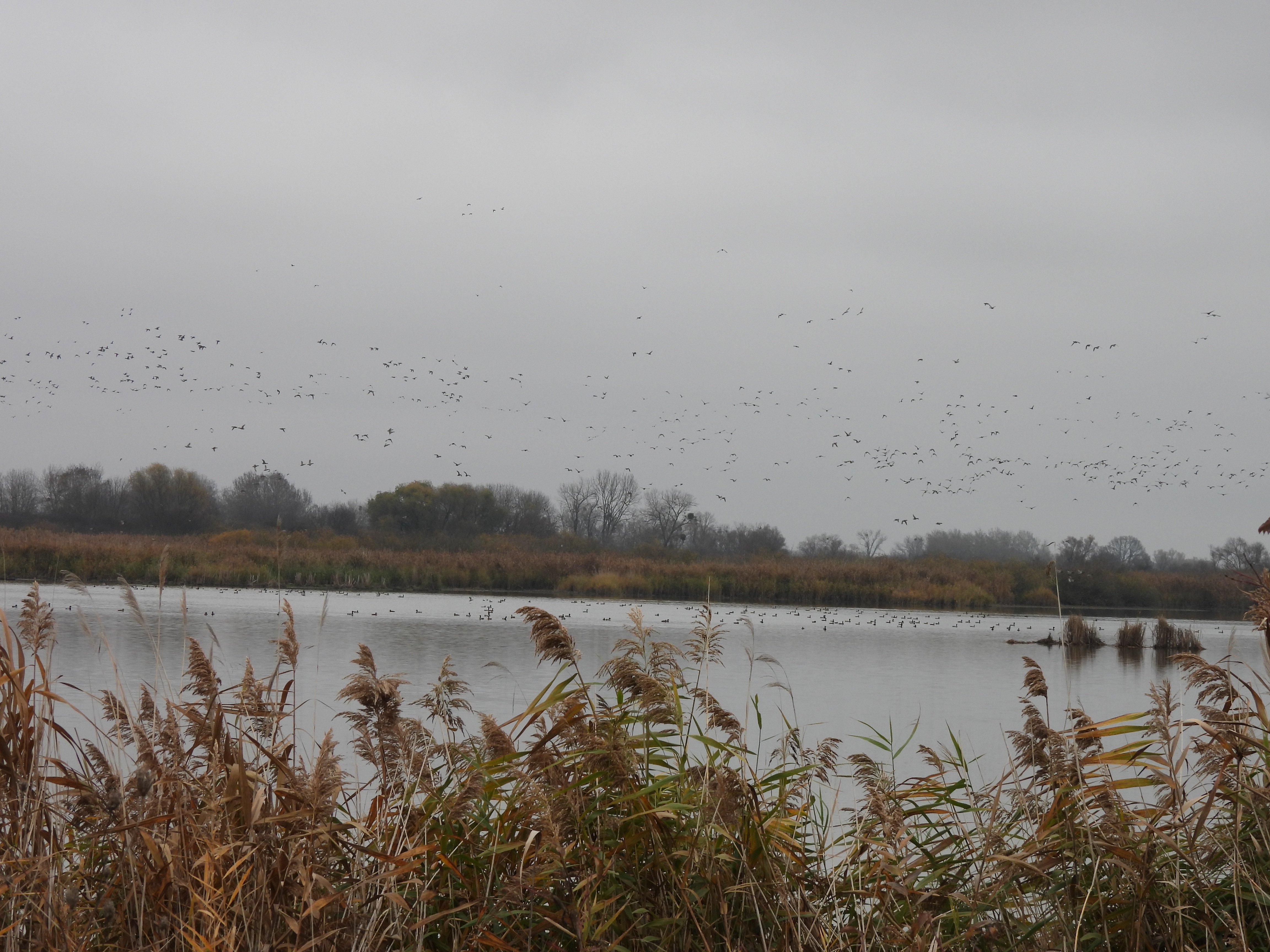Prelet veľkých kŕdľov nad mokraďou.Vodná plocha obklopená trstinou, na hladine plávajú desiatky vtákov a ďalšie letia vo veľkých skupinách nad mokraďou.
