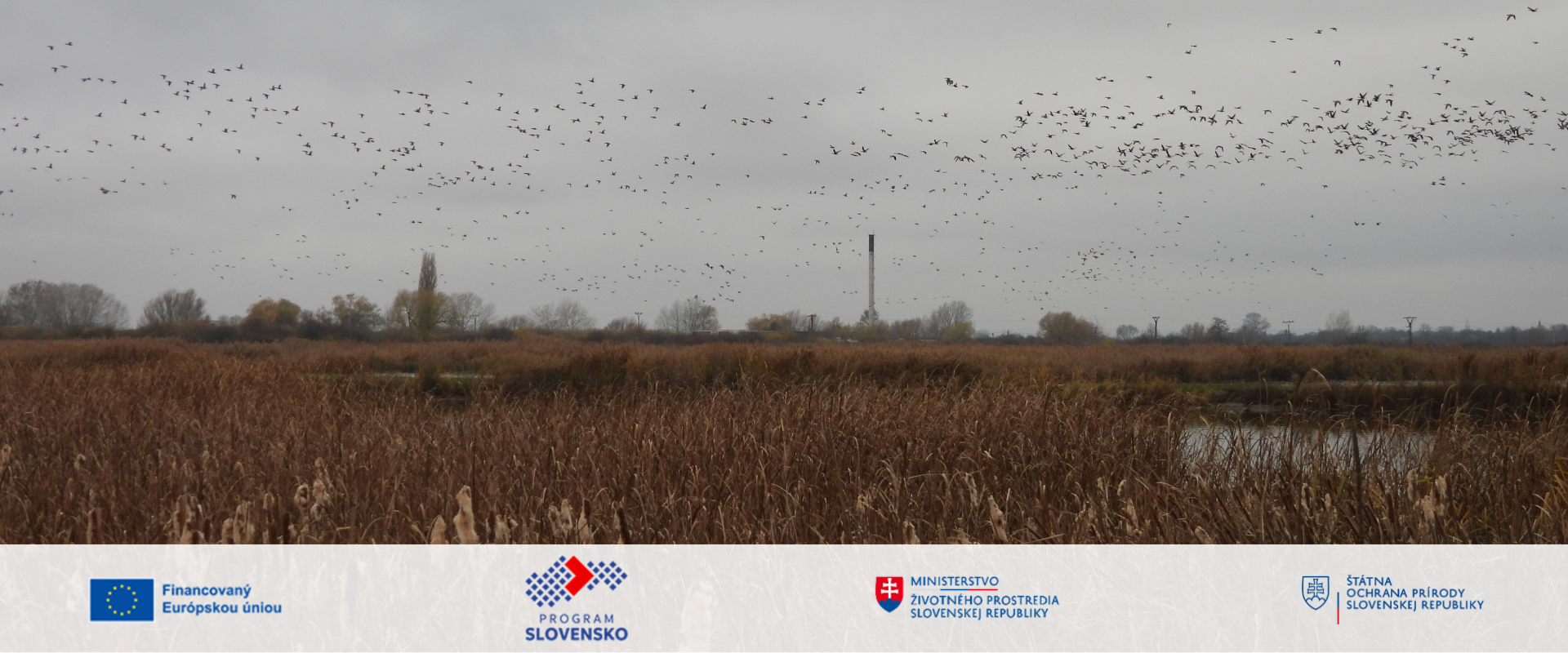 Prelet veľkých kŕdľov nad mokraďou. Rozsiahla mokraď s trstinovými porastmi a sivou oblohou, nad ktorou letia stovky vtákov v rozptýlených kŕdľoch. V popredí je hustá trstina a v dolnej časti obrázka sú logá Európskej únie, Programu Slovensko, Ministerstva životného prostredia SR a Štátnej ochrany prírody SR.