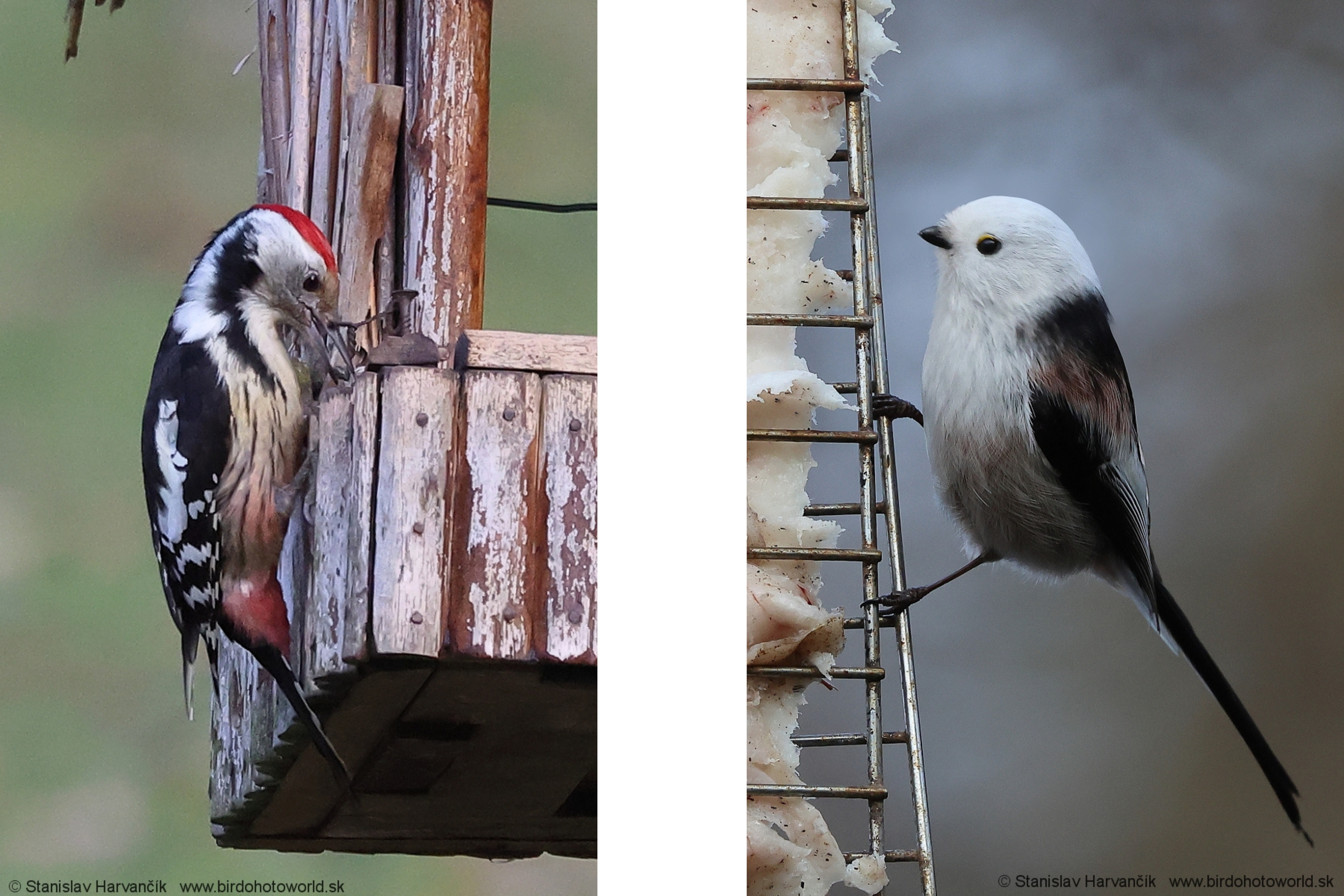 Dateľ prostredn&yacute; sediaci na drevenom kŕmidle, čierno-biele perie s červenou čiapočkou, detail zimn&eacute;ho spr&aacute;vania vt&aacute;ka a na druhej fotografii je Mlyn&aacute;rka dlhochvost&aacute; sediaca na kovovom kŕmidle so snehom, drobn&yacute; vt&aacute;k s bielou hlavou a dlh&yacute;m chvostom.