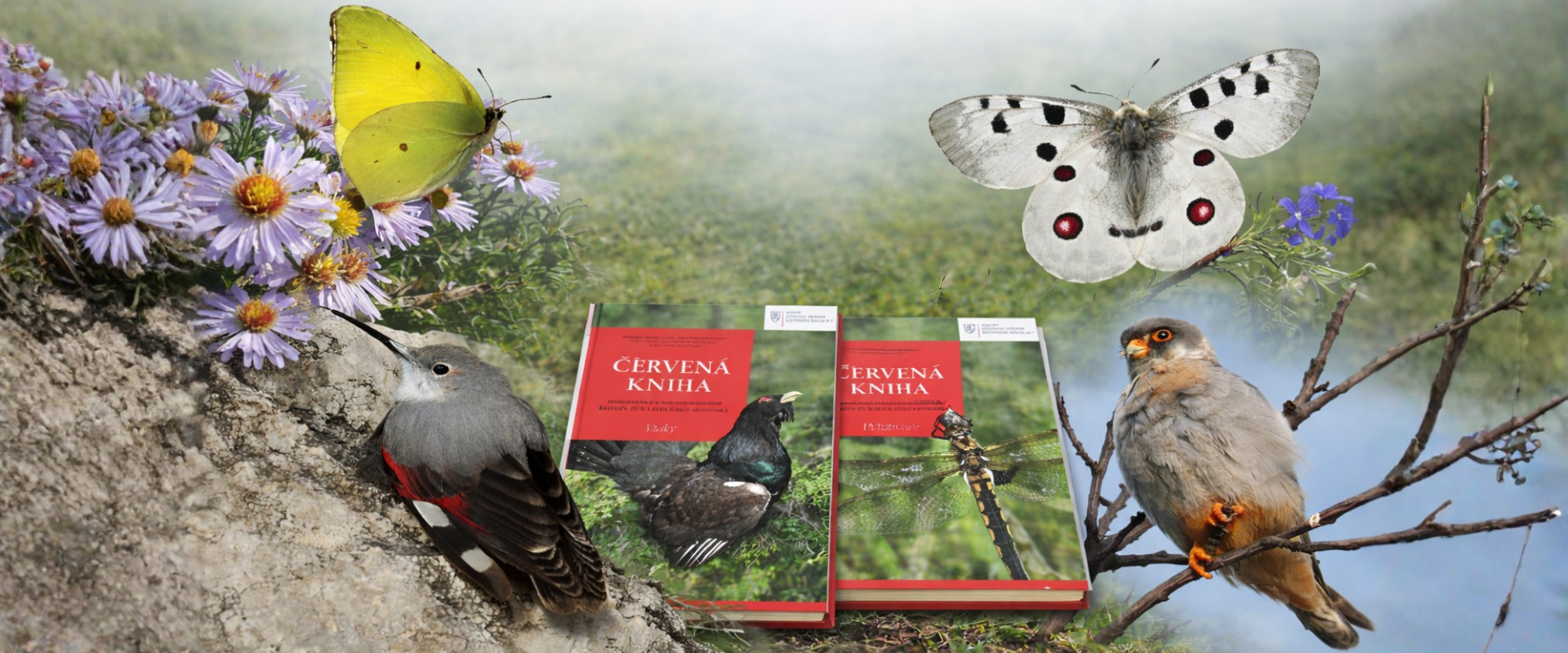 &bdquo;Ilustračn&aacute; kol&aacute;ž ohrozen&yacute;ch druhov Slovenska &ndash; mot&yacute;le, vt&aacute;ky a publik&aacute;cie Červen&aacute; kniha ohrozen&yacute;ch druhov rastl&iacute;n, h&uacute;b a živoč&iacute;chov Slovenska.&ldquo;