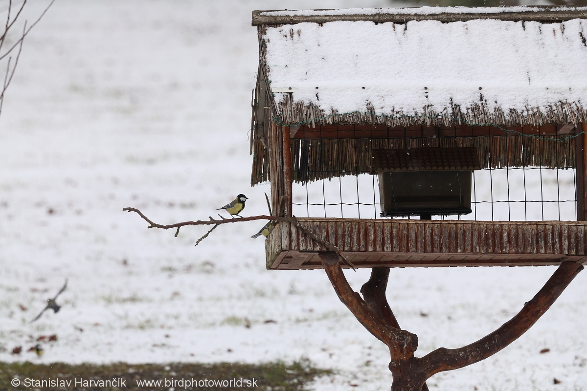 Zimn&eacute; vt&aacute;čie kŕmidlo so strechou pokrytou snehom, s&yacute;korka sediaca na kon&aacute;ri vedľa kŕmidla v zasneženej krajine.