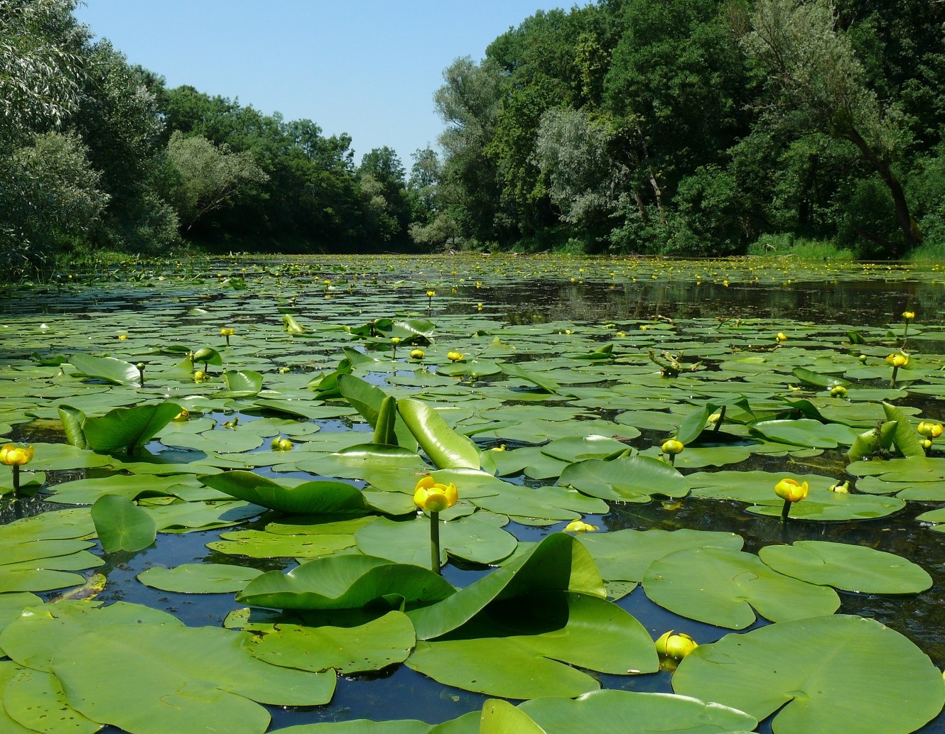 Vodná plocha pokrytá listami a žltými kvetmi leknice žltej (Nuphar lutea), obklopená hustými porastmi stromov a kríkov – typický mokraďový biotop na Slovensku počas leta.