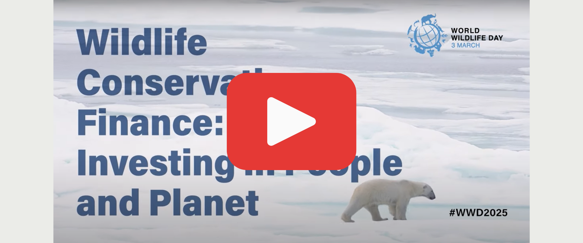 Oficiálna videografika k Svetovému dňu divej prírody 2025 s motívom ľadového medveďa kráčajúceho po ľade. Na pozadí je text: „Wildlife Conservation Finance: Investing in People and Planet“ (Financovanie ochrany divej prírody – Investovanie do ľudí a planéty). V pravom hornom rohu je logo Svetového dňa divej prírody a označenie dátumu 3. marec, v dolnej časti hashtag #WWD2025.