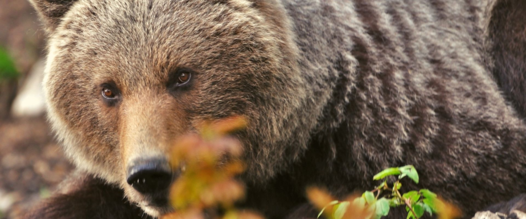 Pri obci Králiky zaútočil medveď na muža