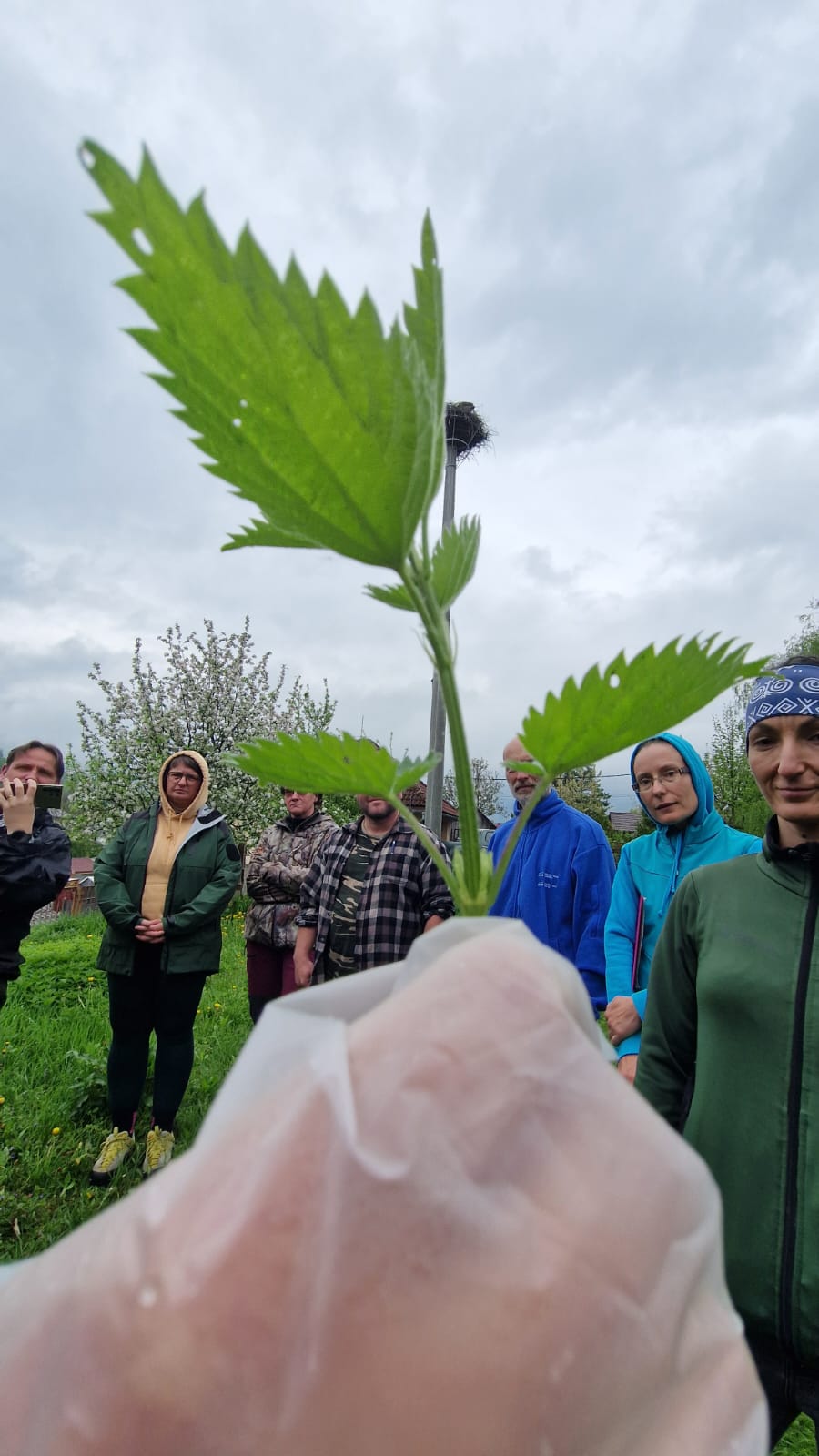 Skupina ľudí stojí vonku na tráve a pozoruje rastlinu, ktorú niekto drží v ruke v popredí fotografie. Ide o zelenú rastlinu s pílkovitými listami, pravdepodobne žihľavu.