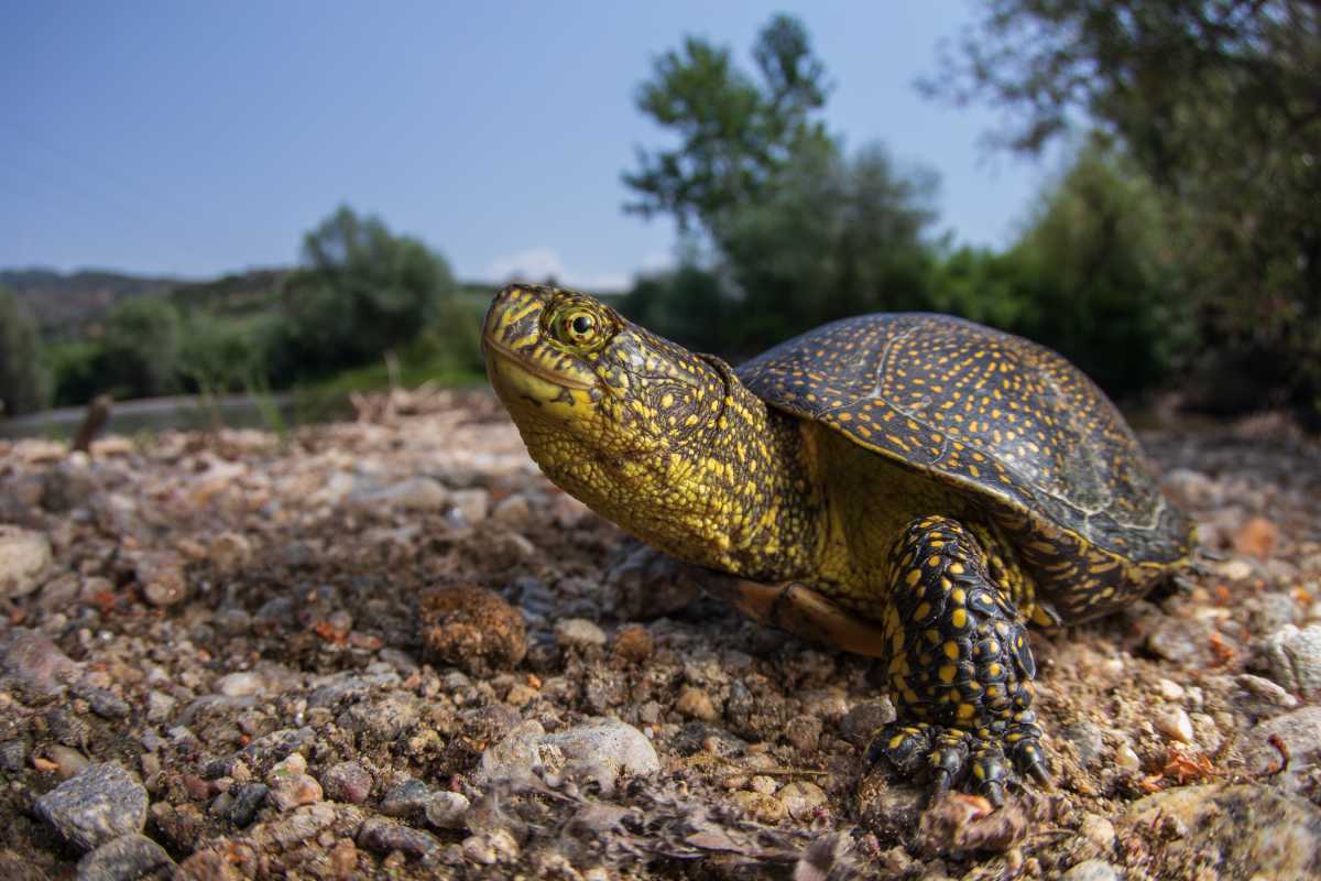 Korytnačka močiarna s tmavým pancierom so žltými bodkami, pohybujúca sa po kamenistom brehu v prírodnom prostredí.