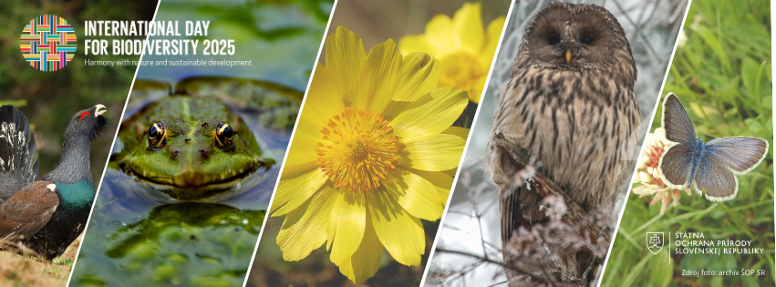 Koláž fotografií chránených druhov pri príležitosti Medzinárodného dňa biodiverzity 2025