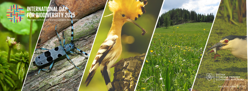 Koláž fotografií slovenských druhov pri príležitosti Medzinárodného dňa biodiverzity 2025