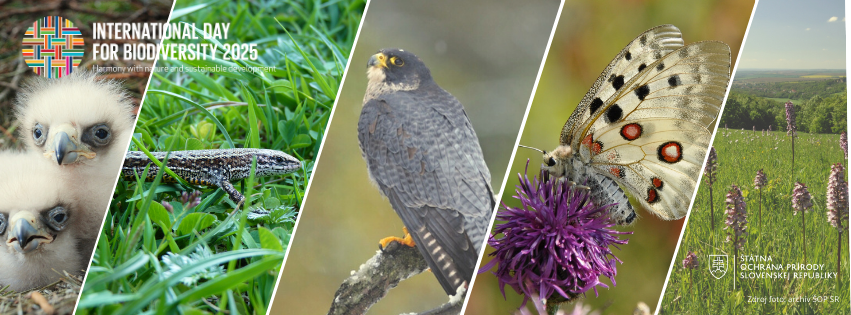 Koláž fotografií slovenských druhov pri príležitosti Medzinárodného dňa biodiverzity 2025