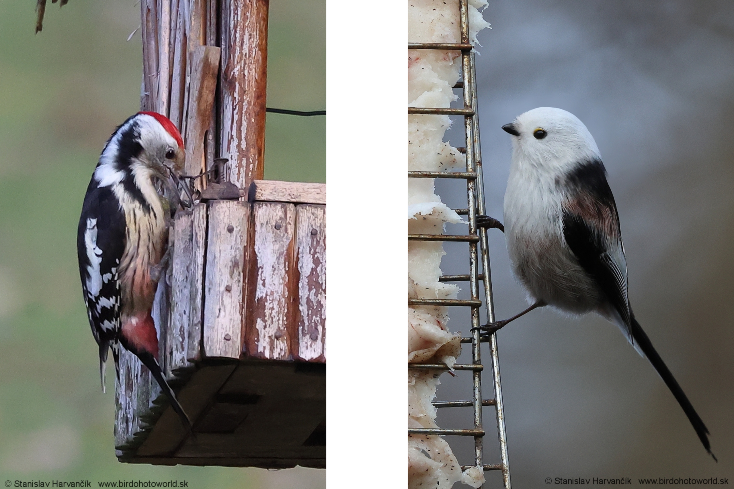 Dateľ prostredný sediaci na drevenom kŕmidle, čierno-biele perie s červenou čiapočkou, detail zimného správania vtáka a na druhej fotografii je Mlynárka dlhochvostá sediaca na kovovom kŕmidle so snehom, drobný vták s bielou hlavou a dlhým chvostom.