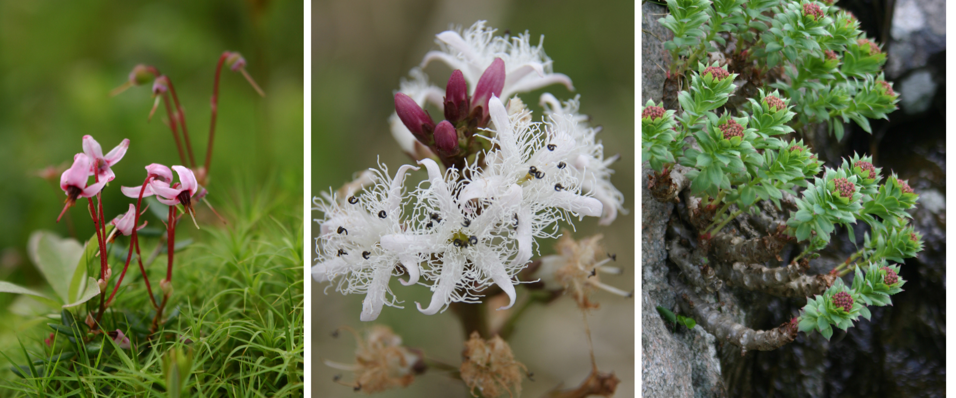„Koláž fotografií liečivých a aromatických rastlín Slovenska – medvedica lekárska, vachta trojlistá, rozchodnica ružová, horec bodkovaný a ďalšie druhy v prirodzenom prostredí.“