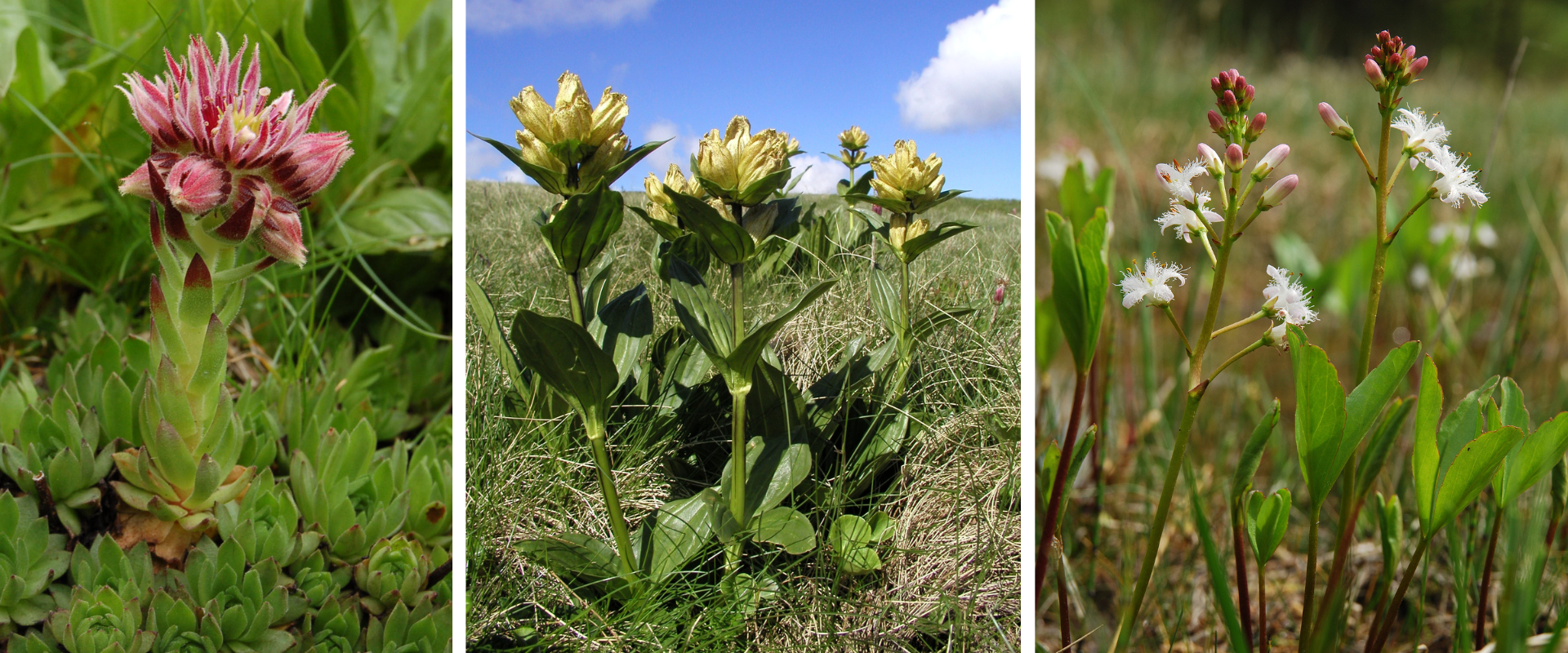 „Koláž fotografií liečivých a aromatických rastlín Slovenska – medvedica lekárska, vachta trojlistá, rozchodnica ružová, horec bodkovaný a ďalšie druhy v prirodzenom prostredí.“