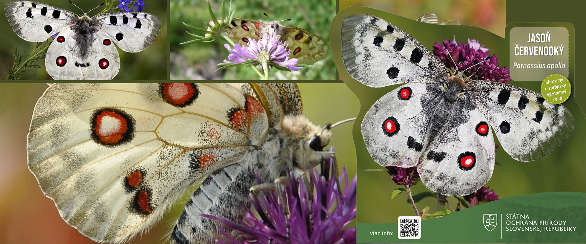 Koláž fotografií jasoňa červenookého s detailmi motýľa v prírode a veľkoformátovou maketou s QR kódom Štátnej ochrany prírody SR.