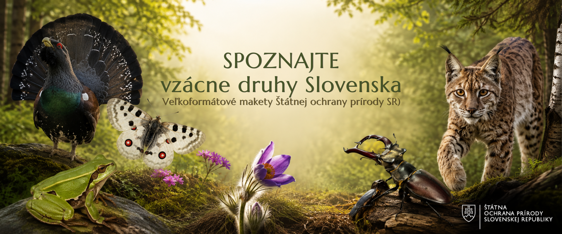 Titulná koláž projektu „Spoznajte vzácne druhy Slovenska“ zobrazujúca hlucháňa hôrneho, jasoňa červenookého, medveďa hnedého, poniklec veľkokvetý, roháča veľkého, rosničku zelenú a rysa ostrovida v prirodzenom prostredí.