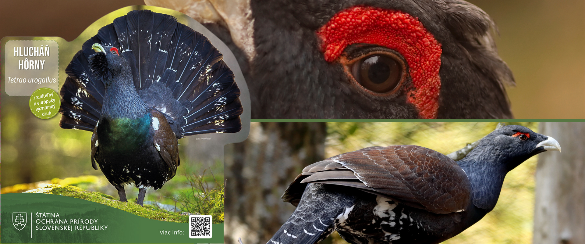 Koláž s veľkoformátovou maketou hlucháňa hôrneho, detailom hlavy a fotografiou samca počas toku. Maketa obsahuje QR kód odkazujúci na informácie o druhu.