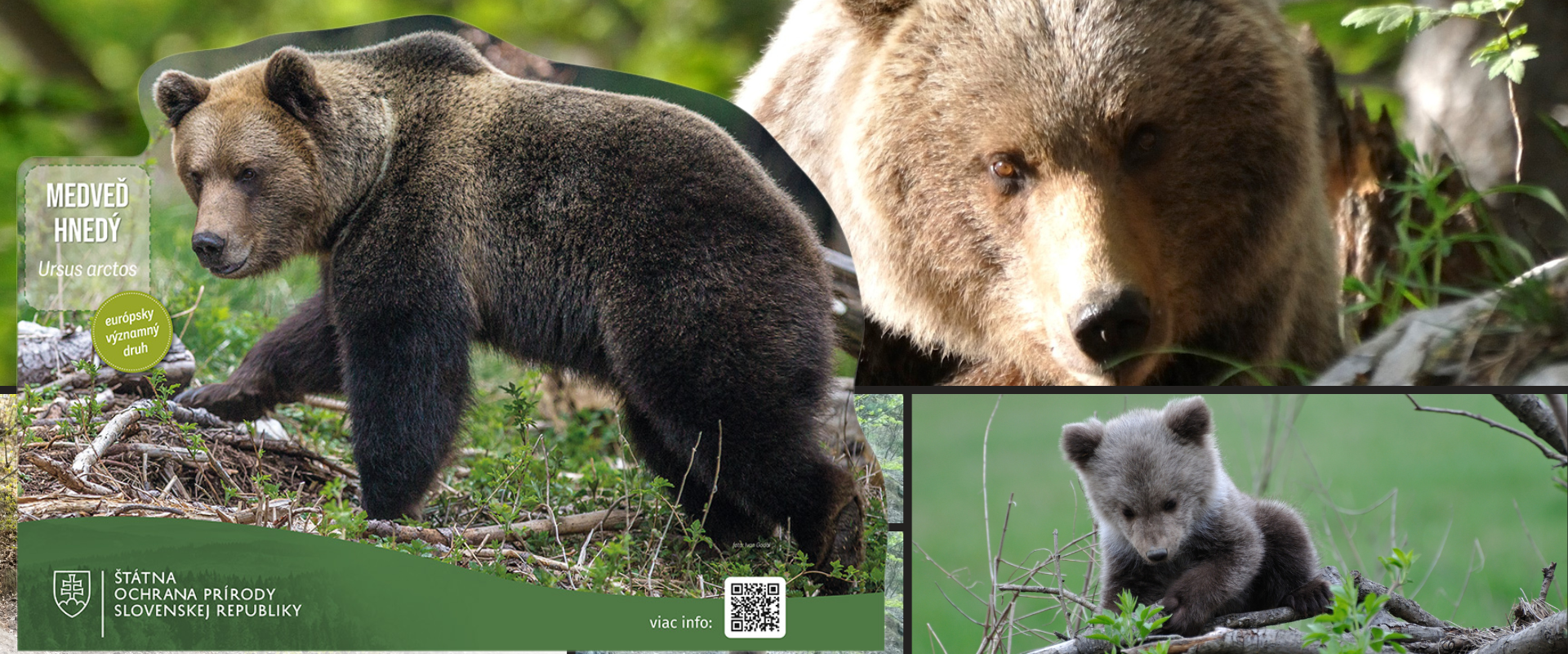 Koláž fotografií medveďa hnedého zobrazujúca veľkoformátovú maketu s QR kódom, detail dospelého jedinca a mláďa v prirodzenom prostredí.