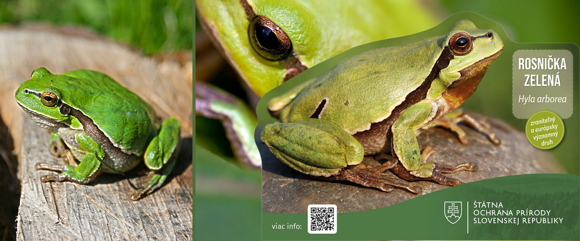 Koláž fotografií rosničky zelenej zobrazujúca veľkoformátovú maketu s QR kódom, detailné zábery a jedinca v prirodzenom prostredí.