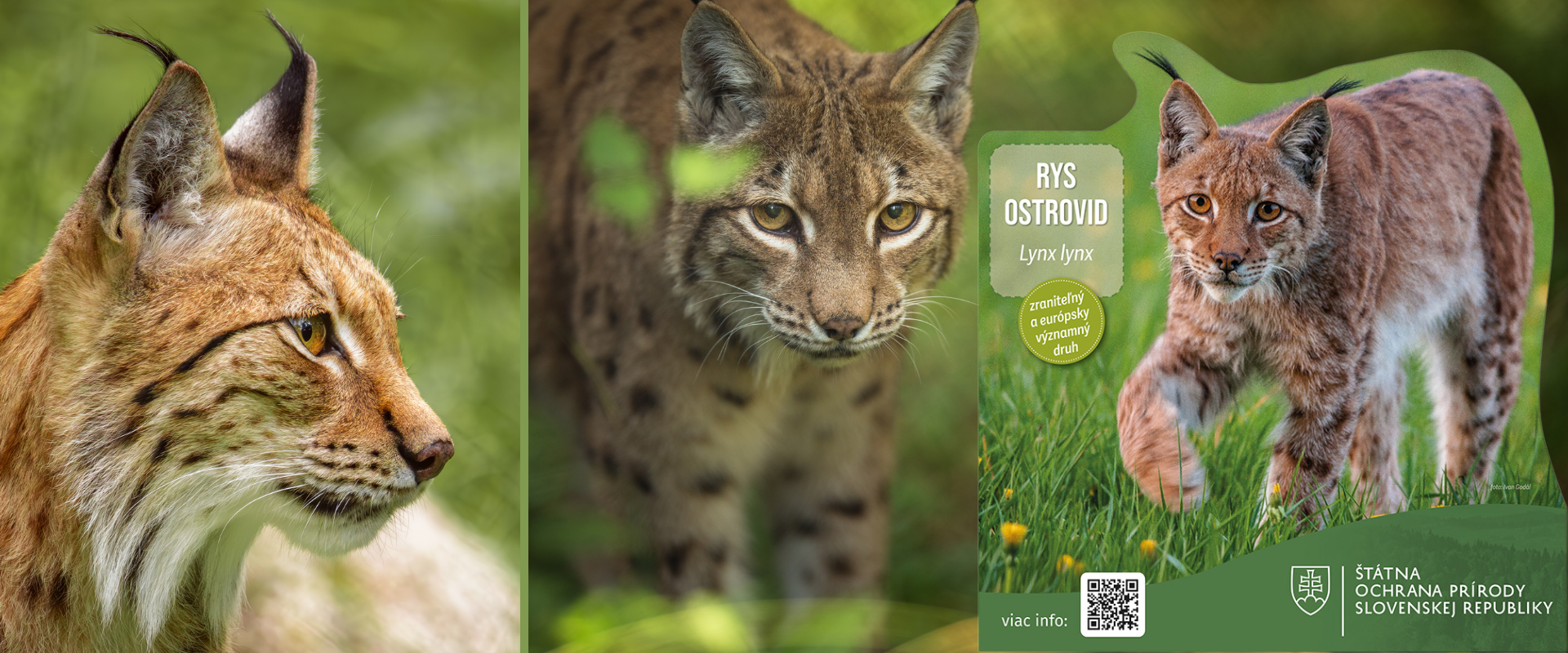 Koláž fotografií rysa ostrovida zobrazujúca veľkoformátovú maketu s QR kódom, detailné zábery a jedinca v prirodzenom prostredí.
